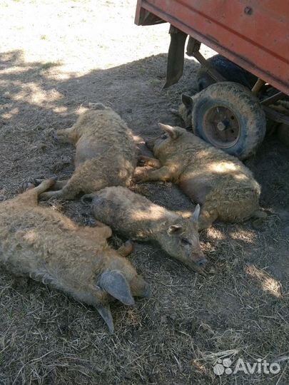Поросята мангалицы на племя