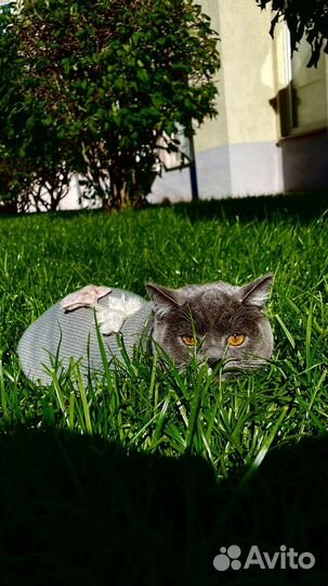 Кошка в дар