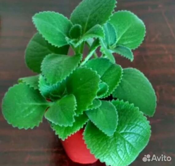 Монстера и мята