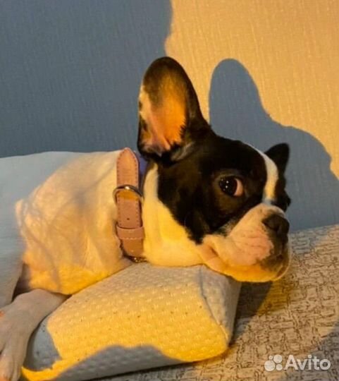 Ошейник для собак для мелкиз и средних пород