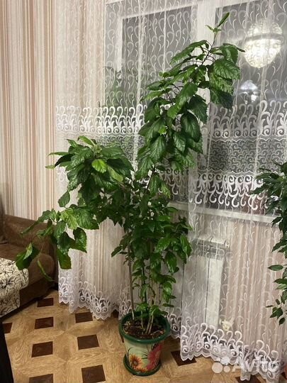 Китайская Роза