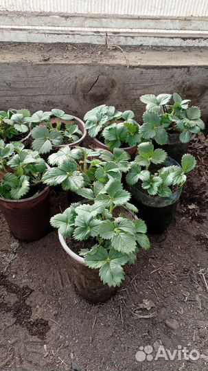 Саженцы ремонтантной клубники