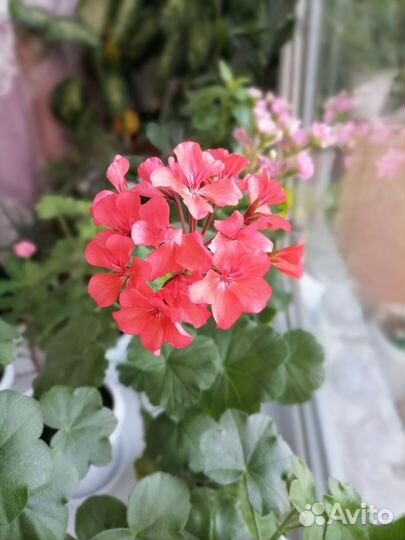 Пеларгония герань