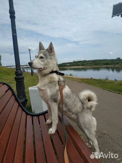 Ищет дом собака