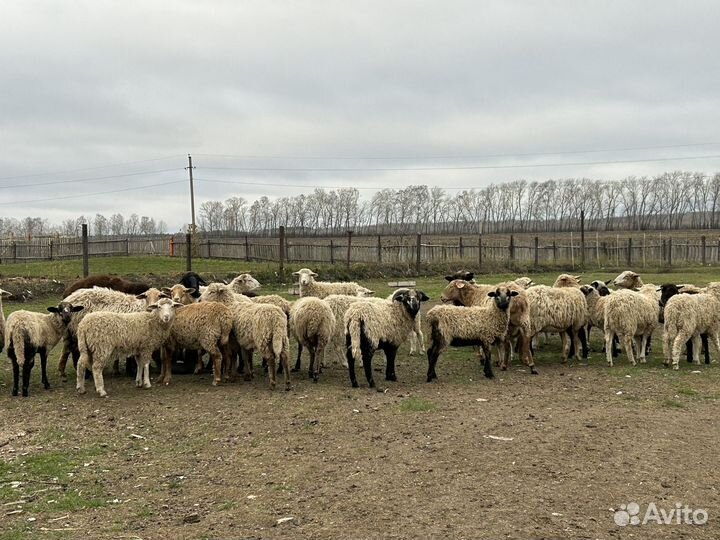 Овцы бараны