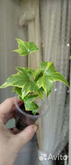 Растения разные