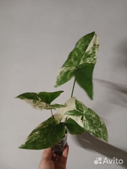 Сингониум imperial white