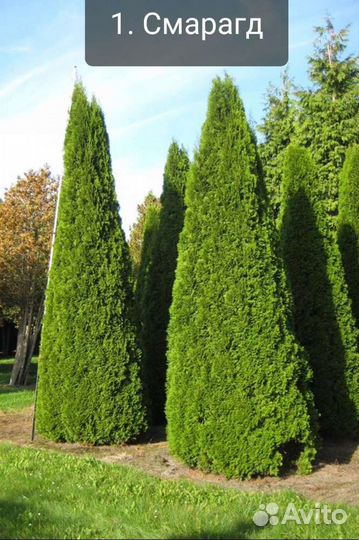 Туя вертикальная 2 (подробности в описании