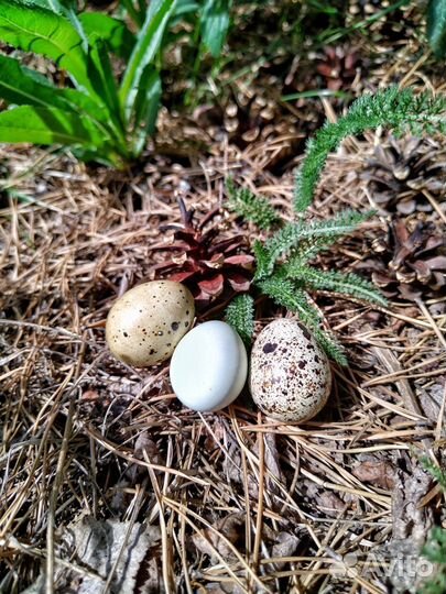 Яйца перепелиные