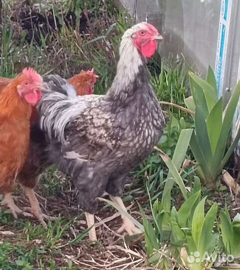 Обменяю петуха