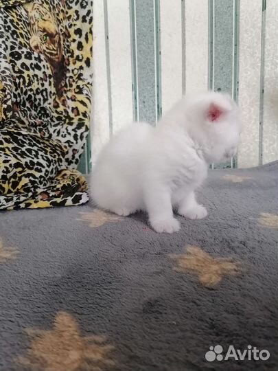 Шотландская вислоухая котёнок девочка