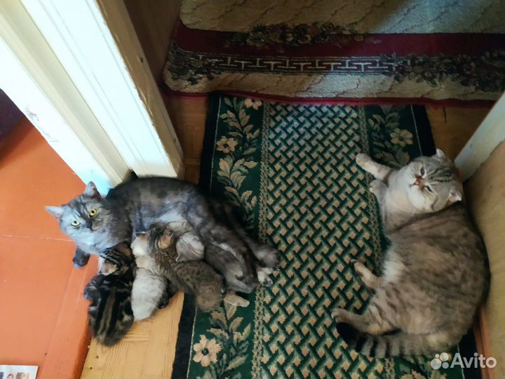 Шотландская кошечка