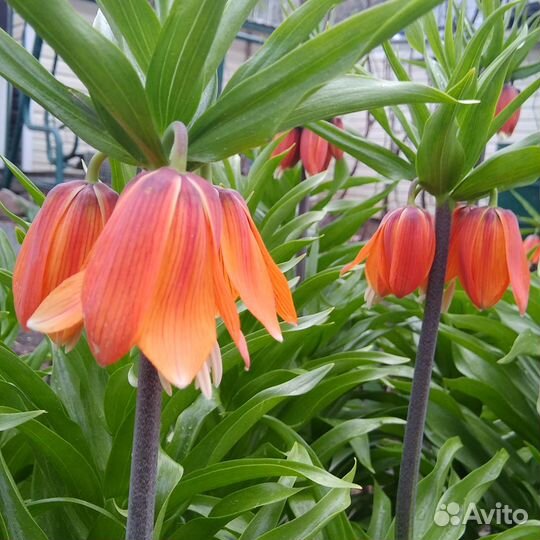 Рябчик Императорский