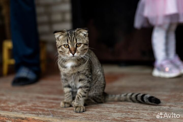 Sigma Nikon 50mm f1.4