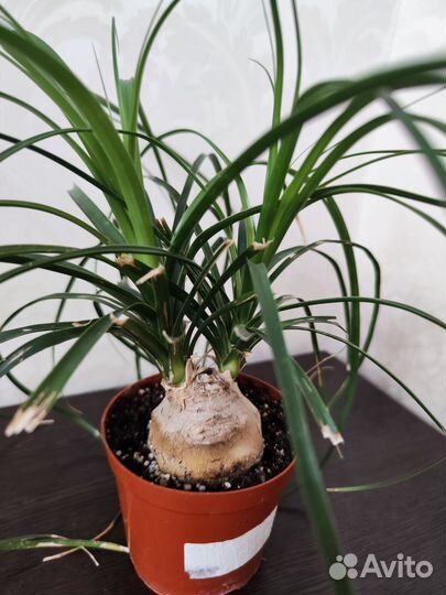 Бокарнея нолина