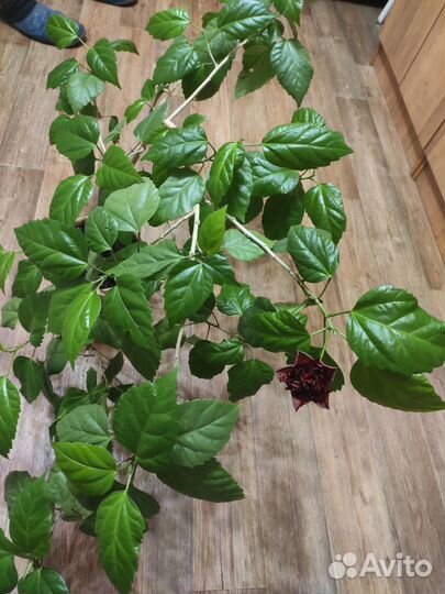 Гибискус Роза Китайская