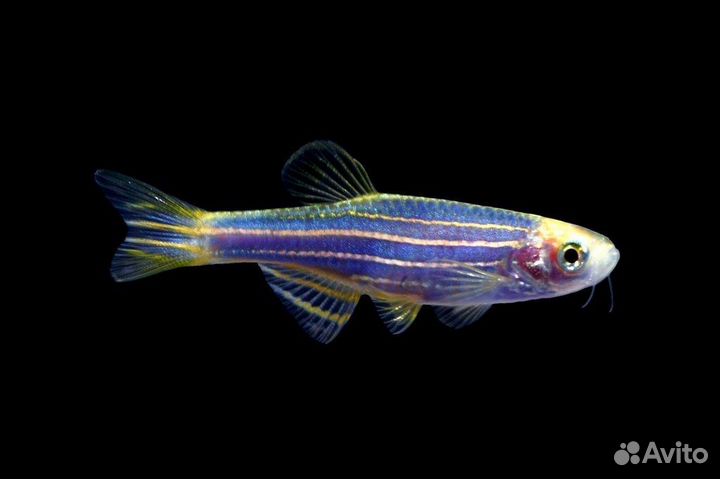 Рыбки данио