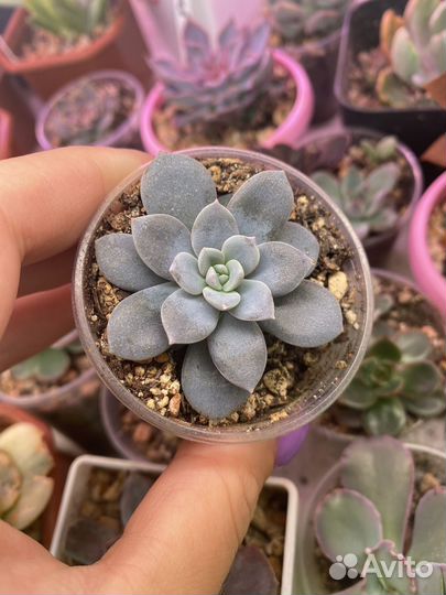 Суккуленты, эхеверия