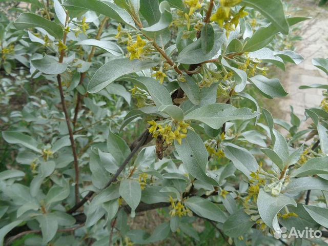 Лох серебристый кустарник