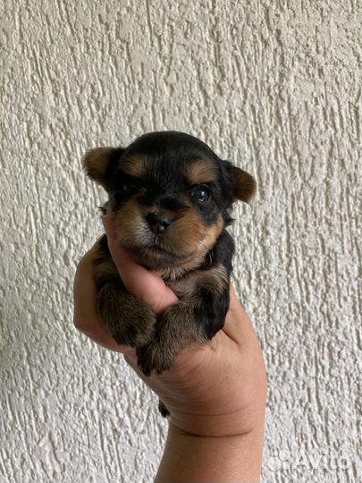 Йоркширский терьер