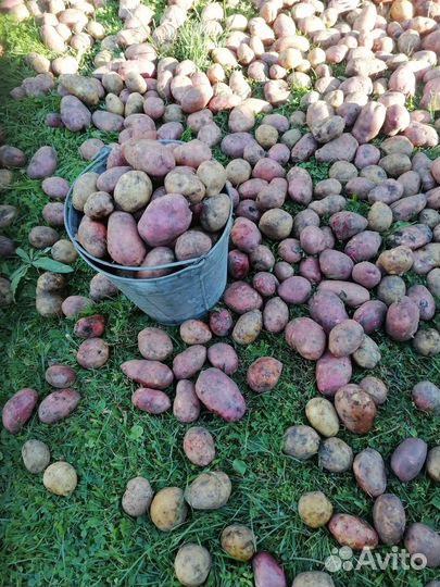 Продам картофель