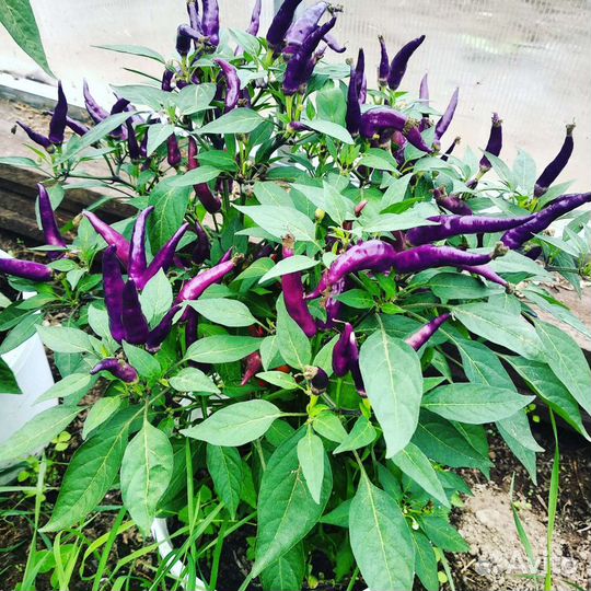 Семена острых и экстремально острых перцев