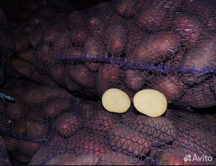 Крупный картофель