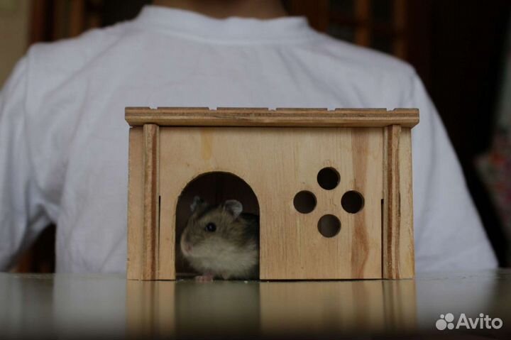 Передержка хомяков