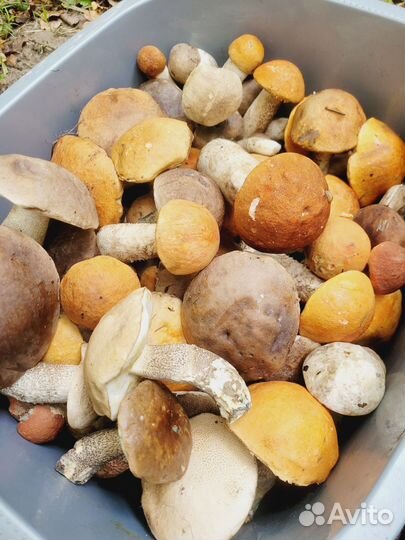 Грибы свежие подосиновики