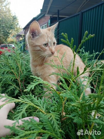 Кот очень умный