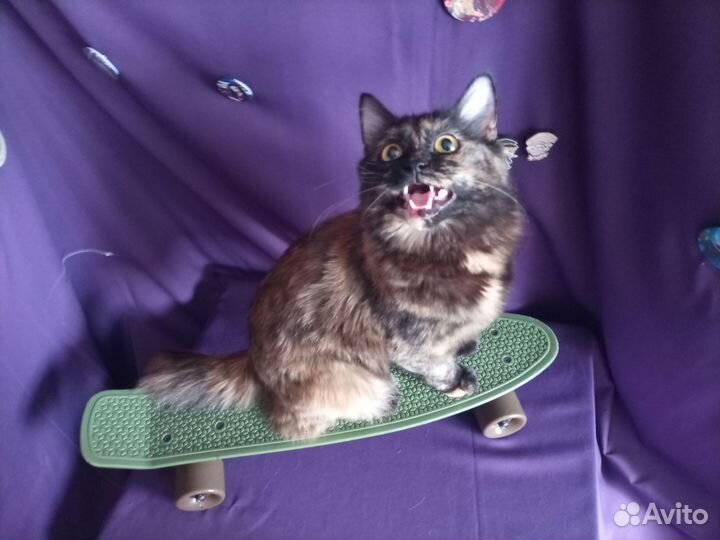 Мини-круизер Termit 22