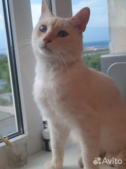 Отдаем в добрые руки