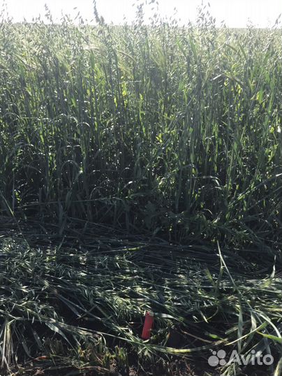 Овсяное сено в тюках, Овсяная солома. люцерна