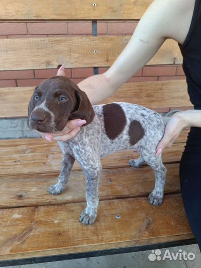 Щенки курцхаара