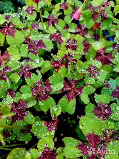 Кислица оксалис