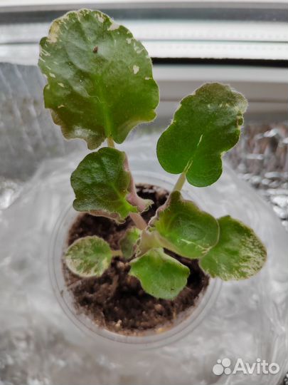 Детка фиалки