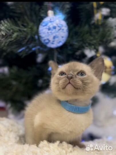 Бурманские котята шоколад