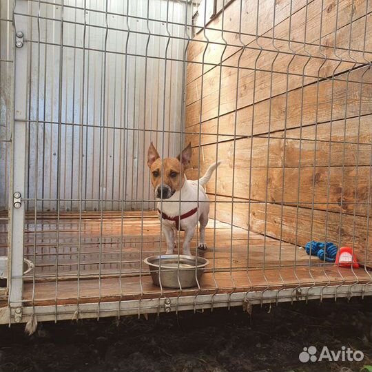 Гостиница для собак. Дрессировка