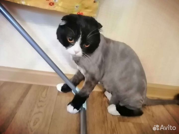 Ветеринарный врач на дому: стрижка, кастрация и пр