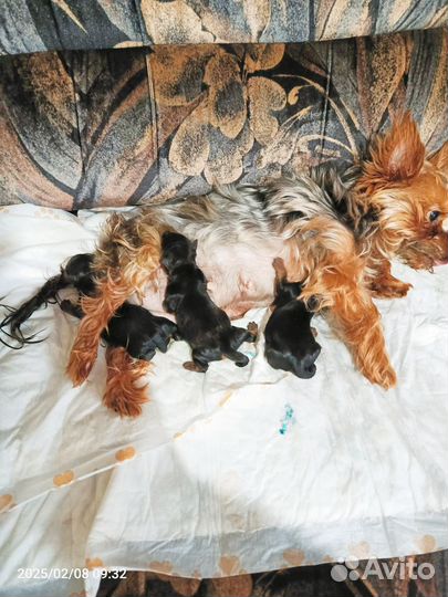 Йоркширский терьер щенки мини