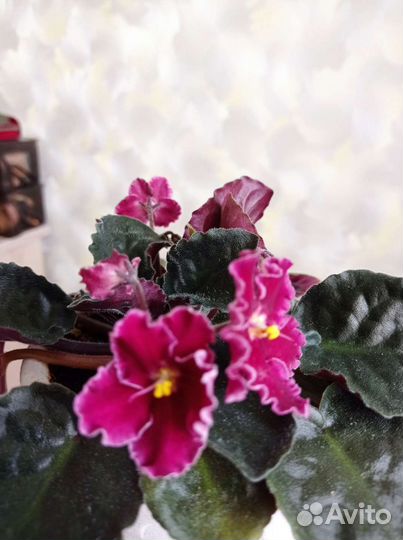 Сенполии(фиалки),молодые кустики