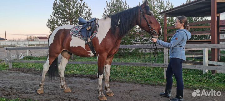 Лошадь в аренду