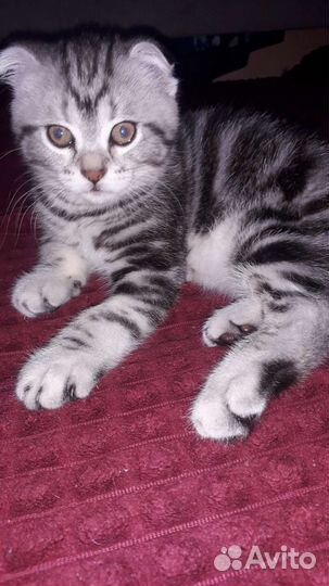 Шотландский вислоухий