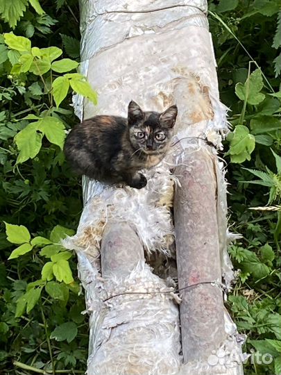 Крохи и мама ищут дом