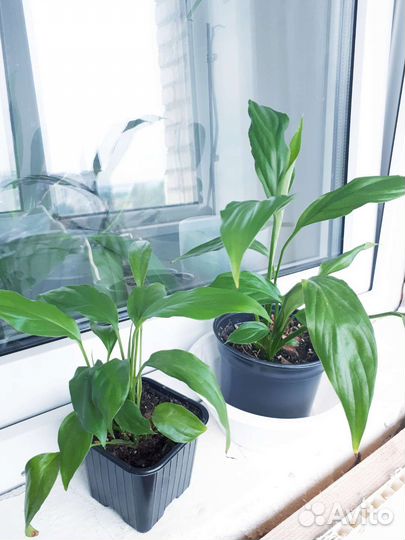 Спатифилум Шопен