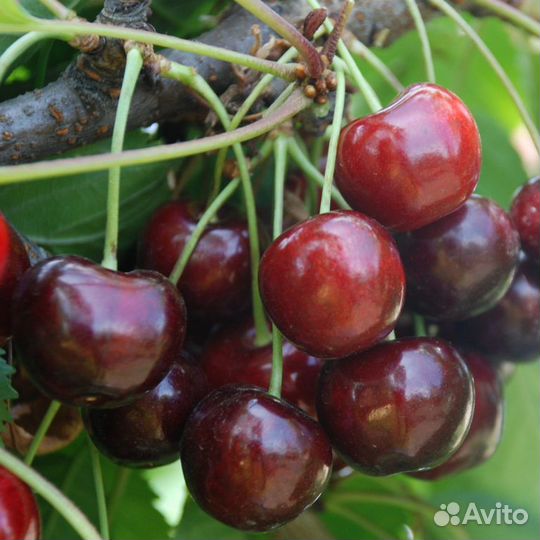 Саженцы Черешни Кордия
