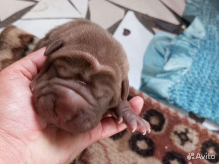 Собаки щенки шарпей