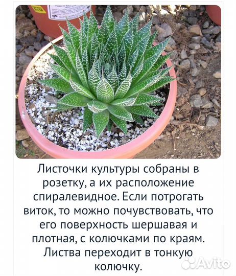 Алоэ- остистое