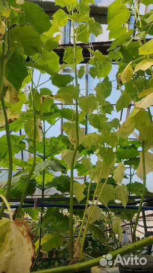 Саженцы Павловнии