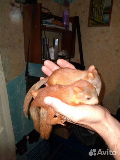 Белки и бельчата